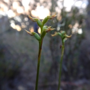 Corunastylis cornuta at Aranda, ACT - 17 Mar 2016