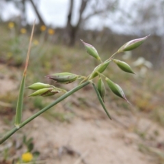 Rytidosperma carphoides (Short Wallaby Grass) at Tennent, ACT - 20 Oct 2014 by MichaelBedingfield