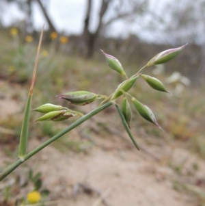 Rytidosperma carphoides at Tennent, ACT - 20 Oct 2014