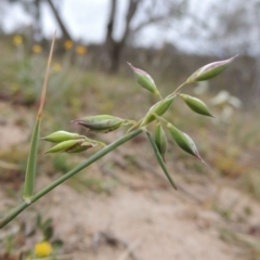Rytidosperma carphoides (Short Wallaby Grass) at Tennent, ACT - 20 Oct 2014 by michaelb