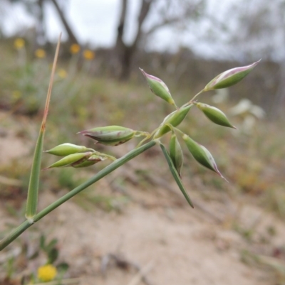 Rytidosperma carphoides (Short Wallaby Grass) at Tennent, ACT - 20 Oct 2014 by michaelb