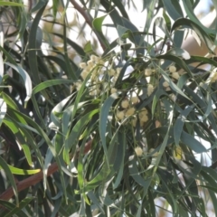 Acacia implexa (Hickory Wattle, Lightwood) at Conder, ACT - 10 Jan 2016 by MichaelBedingfield