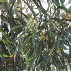 Acacia implexa (Hickory Wattle, Lightwood) at Conder, ACT - 10 Jan 2016 by michaelb