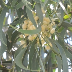 Acacia implexa at Conder, ACT - 10 Jan 2016 04:04 PM