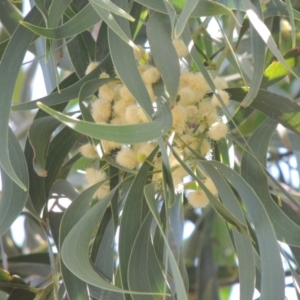 Acacia implexa at Conder, ACT - 10 Jan 2016 04:04 PM