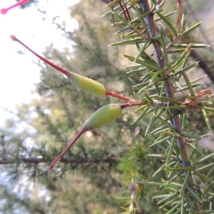 Grevillea juniperina at Greenway, ACT - 10 Jan 2016 07:27 PM