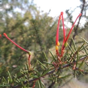 Grevillea juniperina at Greenway, ACT - 10 Jan 2016 07:27 PM