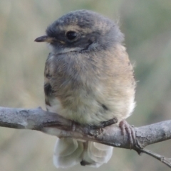 Rhipidura albiscapa (Grey Fantail) at Greenway, ACT - 10 Jan 2016 by MichaelBedingfield