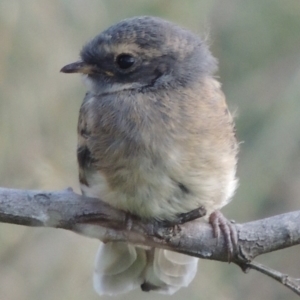 Rhipidura albiscapa at Greenway, ACT - 10 Jan 2016