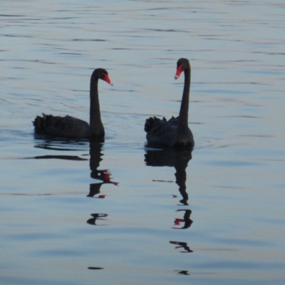 Cygnus atratus (Black Swan) at Lake Burley Griffin West - 13 Mar 2016 by Mike