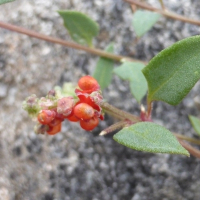 Einadia nutans subsp. nutans (Climbing Saltbush) at Symonston, ACT - 29 Feb 2016 by Mike