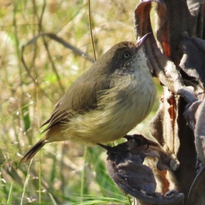 Acanthiza reguloides (Buff-rumped Thornbill) at Paddys River, ACT - 17 Mar 2016 by JohnBundock