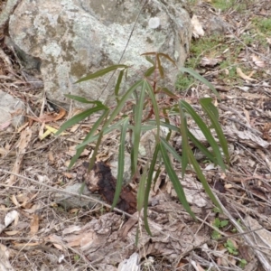 Brachychiton populneus subsp. populneus at Symonston, ACT - 29 Feb 2016