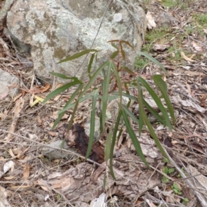 Brachychiton populneus subsp. populneus at Symonston, ACT - 29 Feb 2016 11:28 AM