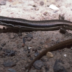 Morethia boulengeri (Boulenger's Skink) at Gungahlin, ACT - 28 Oct 1982 by wombey