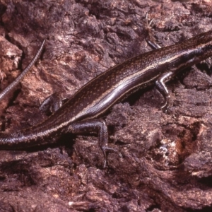 Pseudemoia spenceri at Uriarra, ACT - 26 Oct 1977