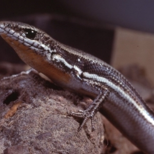 Morethia boulengeri at Gungahlin, ACT - 7 Dec 1978