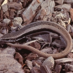 Morethia boulengeri at Gungahlin, ACT - 7 Dec 1978