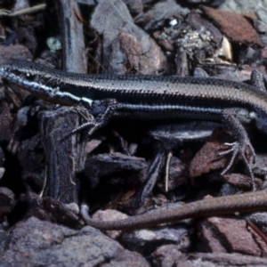 Morethia boulengeri at Gungahlin, ACT - 7 Dec 1978