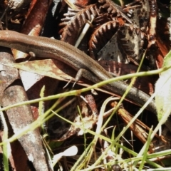 Lampropholis guichenoti (Common Garden Skink) at Namadgi National Park - 11 Feb 2016 by JohnBundock