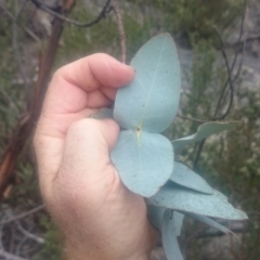 Eucalyptus perriniana (Spinning Gum) at Namadgi National Park - 16 Mar 2016 by gregbaines