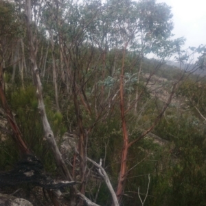 Eucalyptus perriniana at Namadgi National Park - 16 Mar 2016 12:21 PM