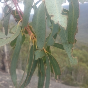 Eucalyptus perriniana at Cotter River, ACT - 16 Mar 2016