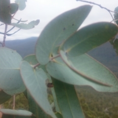 Eucalyptus perriniana at Namadgi National Park - 16 Mar 2016 12:21 PM