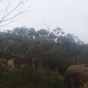 Eucalyptus perriniana at Namadgi National Park - 16 Mar 2016