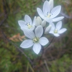 Gentianella polysperes (Early Forest-Gentian) at Namadgi National Park - 17 Mar 2016 by gregbaines