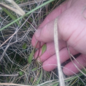 Gentianella polysperes at Tennent, ACT - 17 Mar 2016