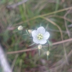 Gentianella polysperes at Tennent, ACT - suppressed