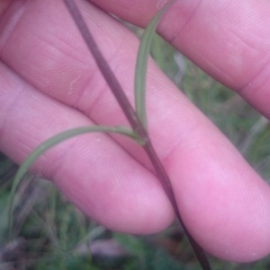 Gentianella polysperes at Tennent, ACT - suppressed