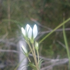 Gentianella polysperes at Tennent, ACT - 17 Mar 2016