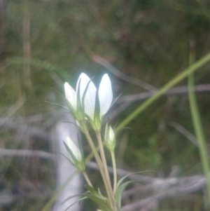 Gentianella polysperes at Tennent, ACT - suppressed