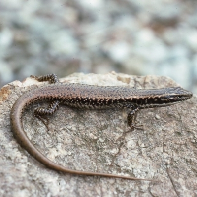 Eulamprus heatwolei (Yellow-bellied Water Skink) at Tathra, NSW - 21 Oct 1976 by wombey
