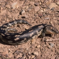 Tiliqua nigrolutea (Blotched Blue-tongue) at Nimmitabel, NSW - 6 Jan 1976 by wombey