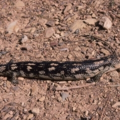 Tiliqua nigrolutea at Nimmitabel, NSW - 7 Jan 1976 12:00 AM