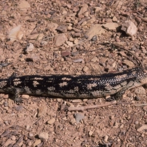 Tiliqua nigrolutea at Nimmitabel, NSW - 7 Jan 1976 12:00 AM