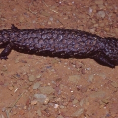 Tiliqua rugosa (Shingleback Lizard) at Sutton, NSW - 18 Dec 1983 by wombey