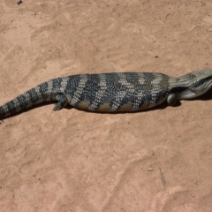 Tiliqua scincoides scincoides (Eastern Blue-tongue) at Mongarlowe River - 14 Jan 1976 by wombey