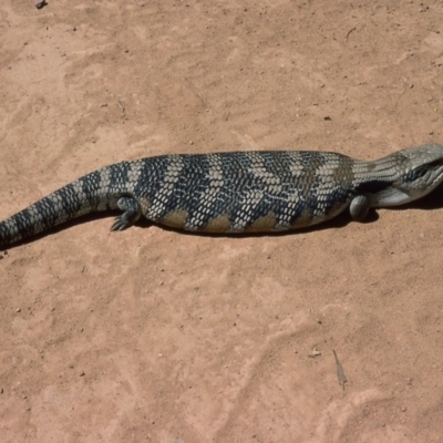 Tiliqua scincoides scincoides (Eastern Blue-tongue) at Mongarlowe River - 14 Jan 1976 by wombey