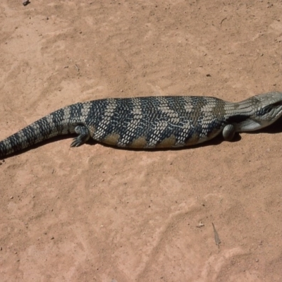 Tiliqua scincoides scincoides (Eastern Blue-tongue) at Marlowe, NSW - 15 Jan 1976 by wombey