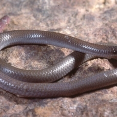 Aprasia parapulchella (Pink-tailed Worm-lizard) at Molonglo, ACT - 15 Jan 1978 by wombey