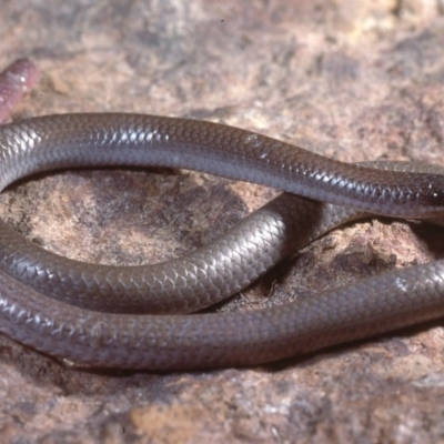 Aprasia parapulchella (Pink-tailed Worm-lizard) at Molonglo River Reserve - 14 Jan 1978 by wombey
