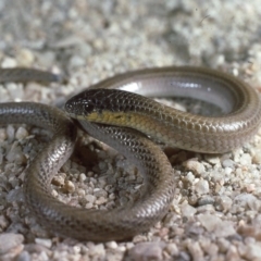 Delma impar (Striped Legless-lizard) at Gungahlin, ACT - 25 May 1987 by wombey