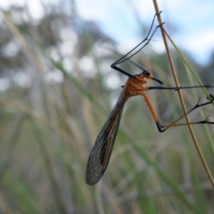 Harpobittacus australis at Canberra Central, ACT - 27 Sep 2014 03:07 PM