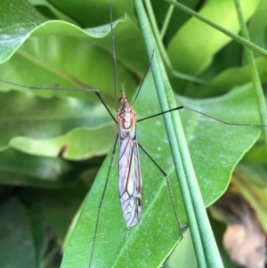 Tipulidae or Limoniidae (family) at Watson, ACT - 8 Mar 2015