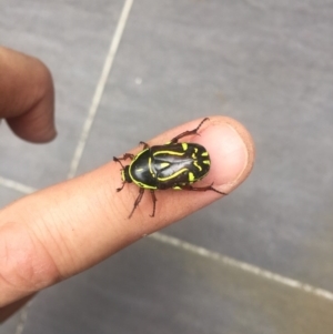 Eupoecila australasiae at Watson, ACT - 9 Jan 2016 04:18 PM