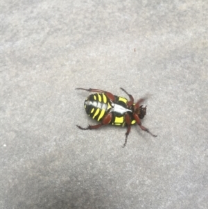 Eupoecila australasiae at Watson, ACT - 9 Jan 2016 04:18 PM